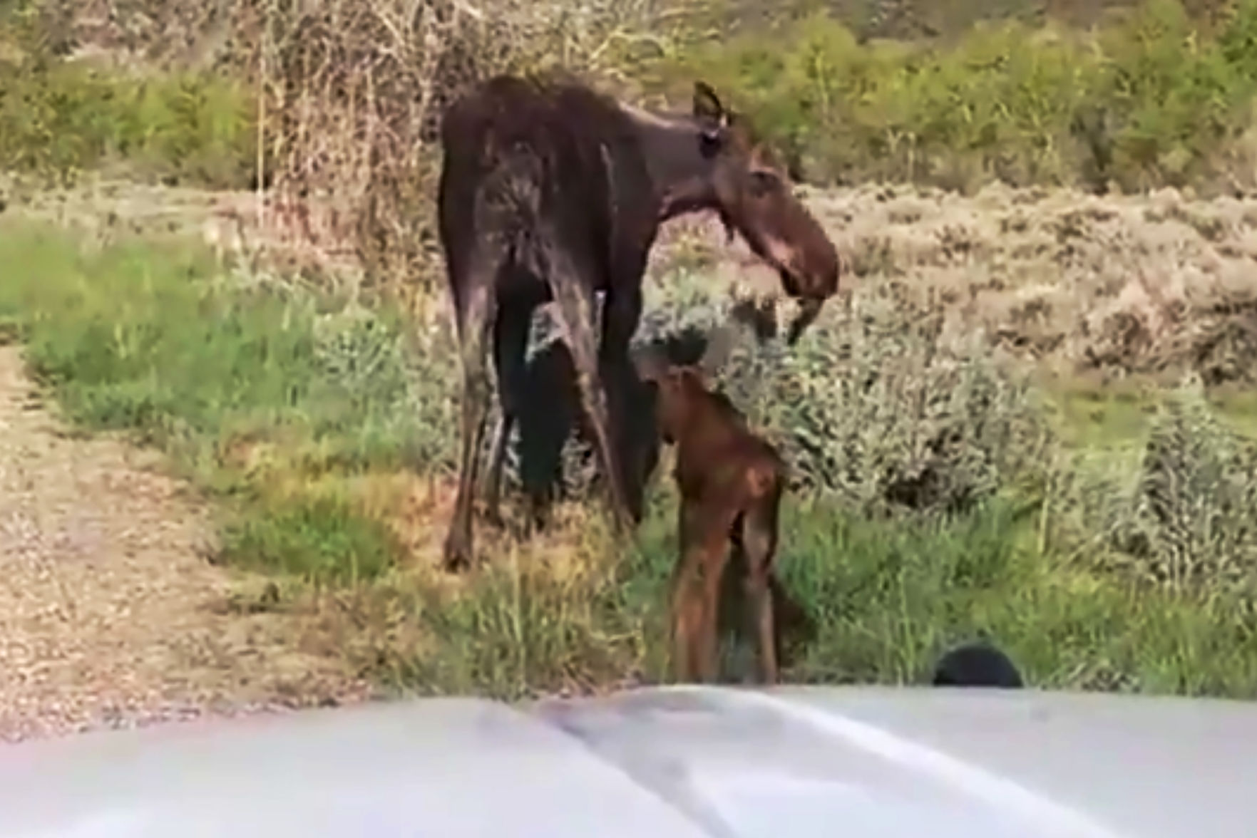 US Moose Family Reunion